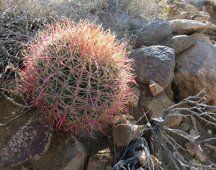 California Barrel Cactus